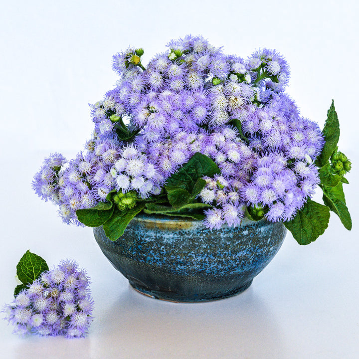 Leda Ageratum Arranged in a blue ceramic bowl on white background.