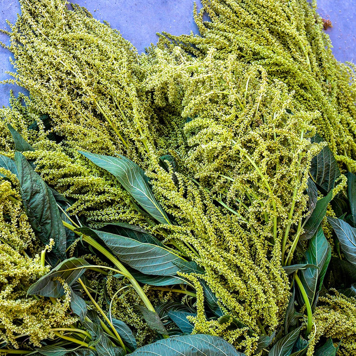 A detailed view of Aurelia's Verde Amaranth.
