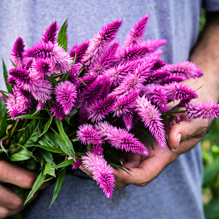 A gardener holding freshly harvested Lagos Spinach Celosia in the garden.