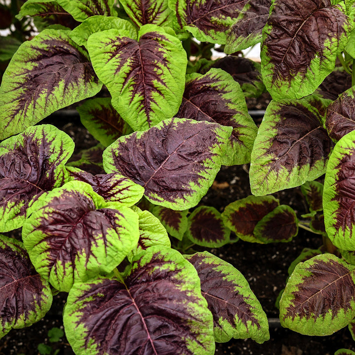 Chinese Multicolor Spinach Amaranth leaves growing in a greenhouse at Baker Creek.