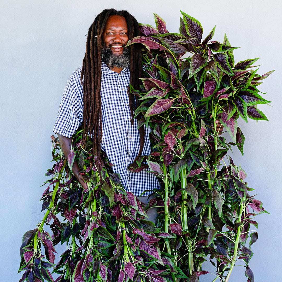 Farmer Frank smiles as he holds giant stalks of Chinese Multicolor Spinach Amaranth.