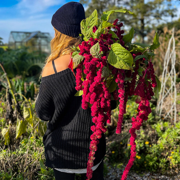 A woman holding Dreadlocks Amaranth over her shoulder in a UK garden. Image courtesy of Lucy Hutchins.