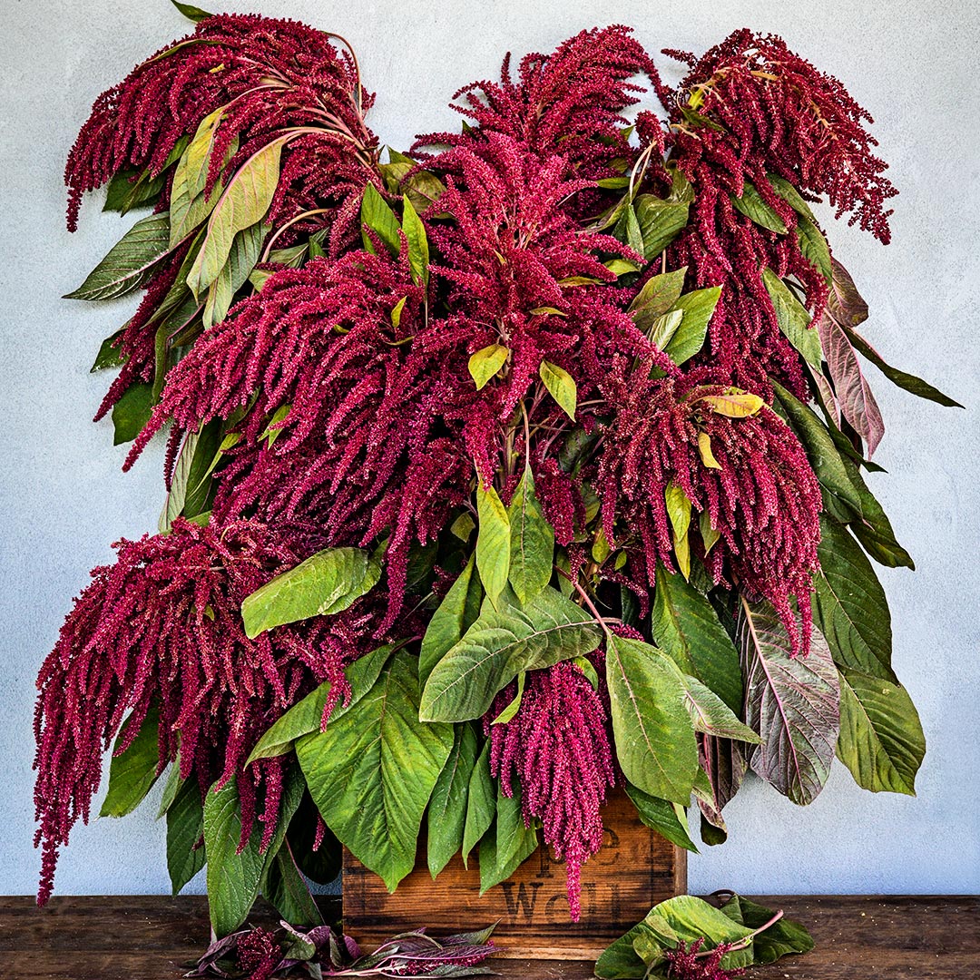 A floral arrangement of Elena&