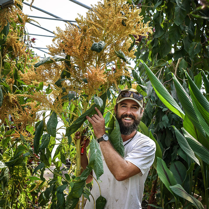 A smiling Baker Creek horticultural expert holds up freshly harvested Golden Giant Amaranth.