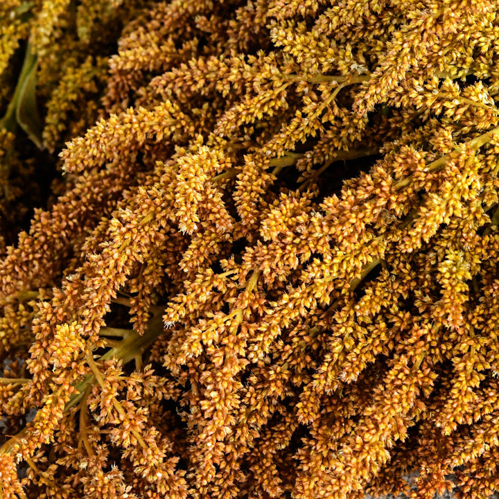 Detail of a Juana's Orange Amaranth bloom.