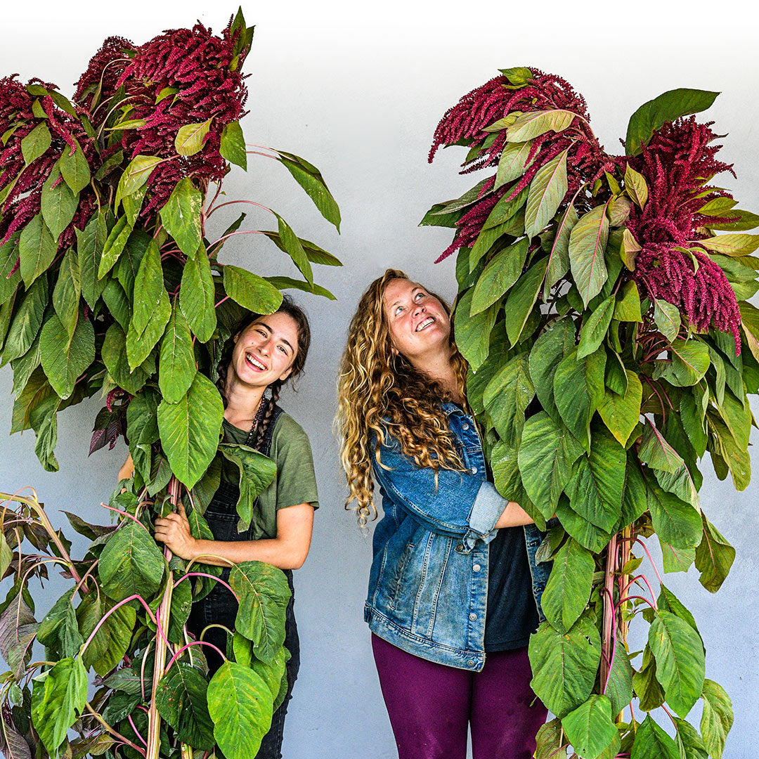 A couple of Baker Creek gardeners laugh while holding tall Elena&