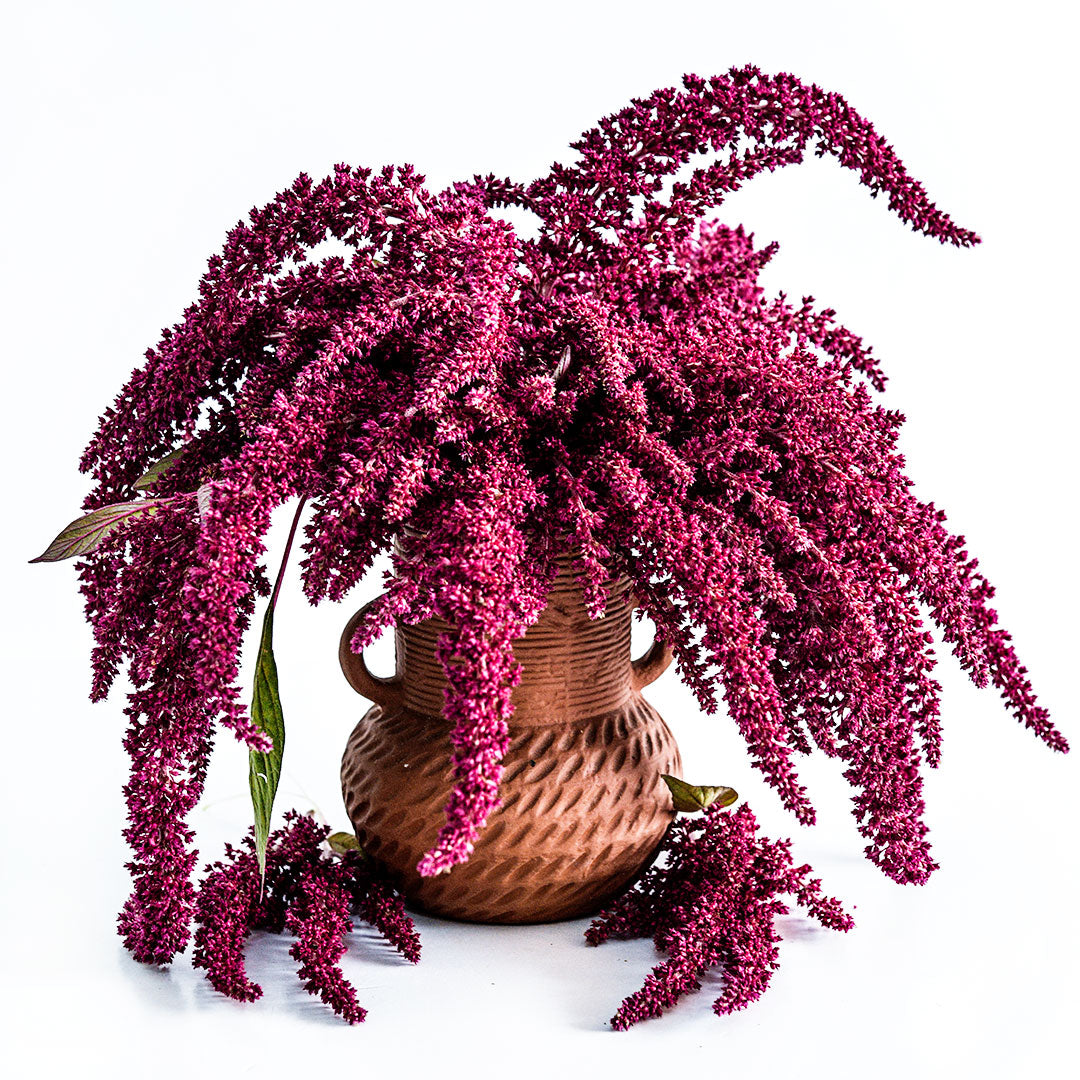 Amaranth Seeds, Opopeo