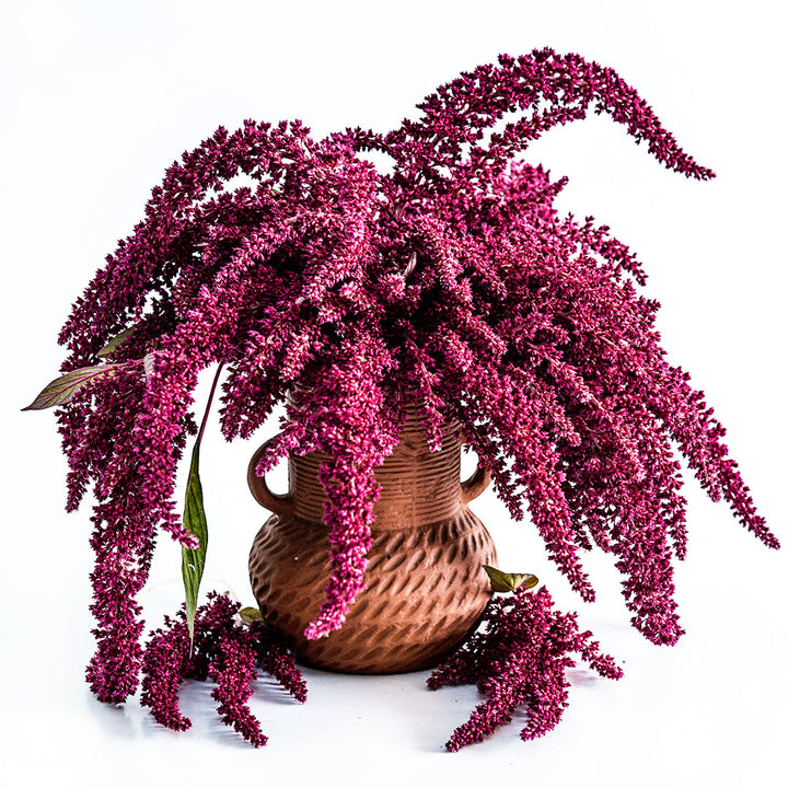 Amaranth Seeds, Opopeo