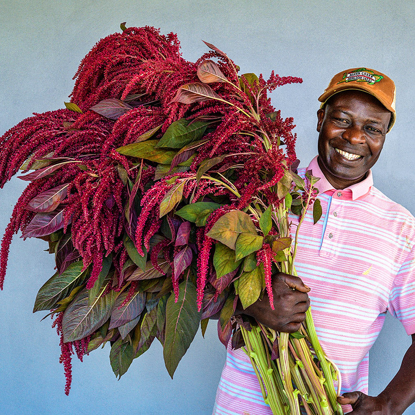 A smiling MESA intern from Kenya holds a gigantic armful of Opopeo Amaranth.