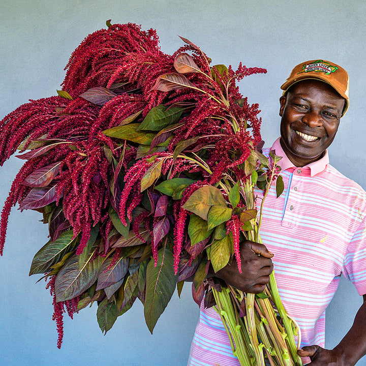 A smiling MESA intern from Kenya holds a gigantic armful of Opopeo Amaranth.