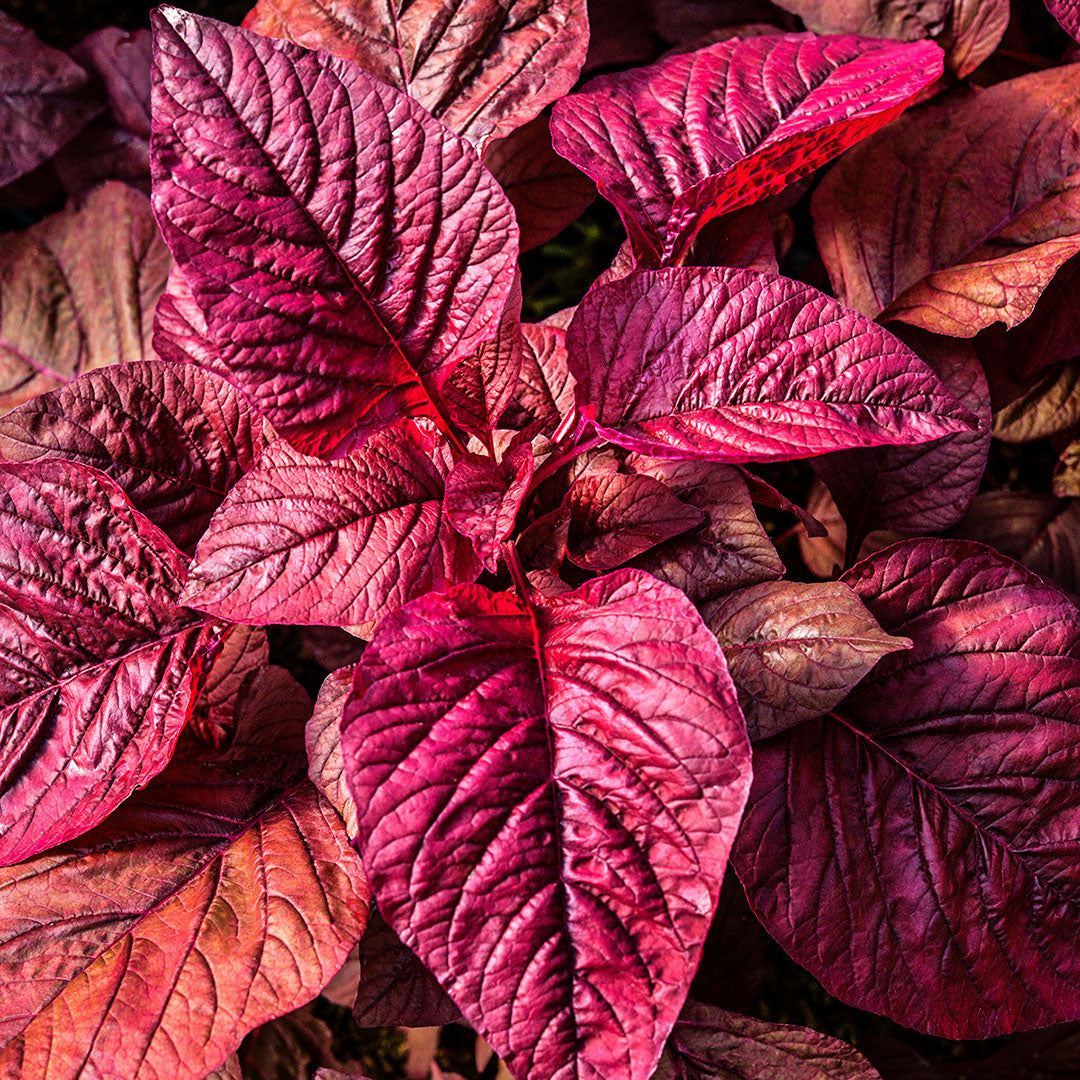 An overhead view of Beetroot Vlathankara Amaranth leaves in the greenhouse at Baker Creek.