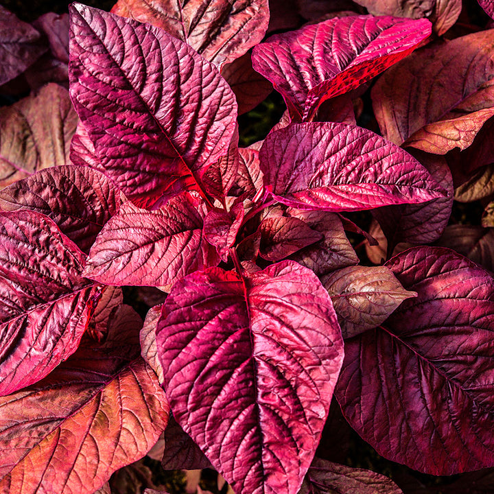 An overhead view of Beetroot Vlathankara Amaranth leaves in the greenhouse at Baker Creek.