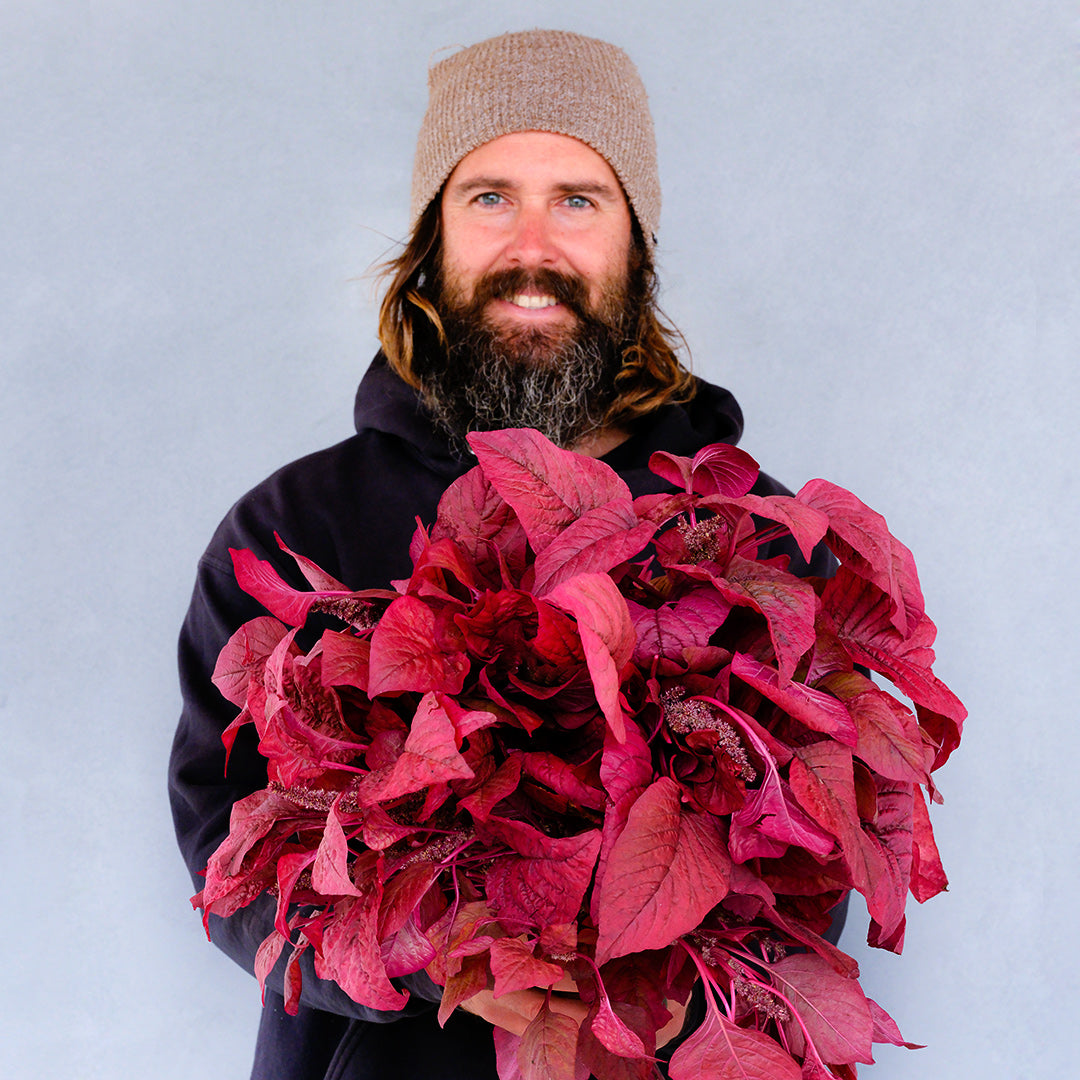 A Baker Creek gardener smiles while holding a giant armful of Beetroot Vlathankara Amaranth.
