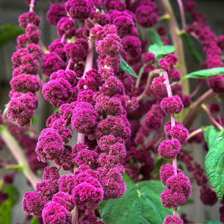 Close-up macro view of Dreadlocks Amaranth.