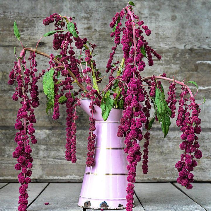 A floral arrangement of Dreadlocks Amaranth in a tall pink pitcher against a wood background.