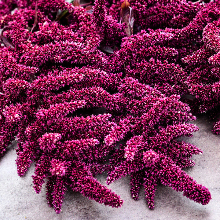 A close-up view of Elena's Rojo Amaranth.