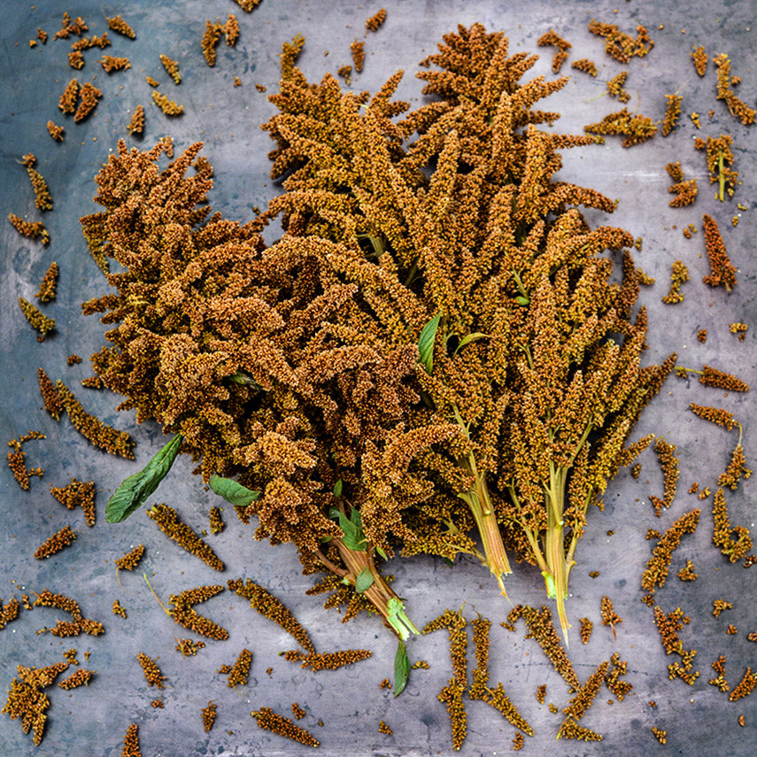 Golden Giant Amaranth arranged on a brown rustic background.