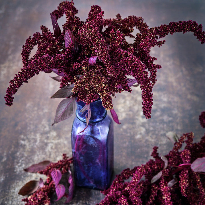 A floral arrangement of Hopi Red Dye Amaranth in a purple glass bottle on a dark brown background.