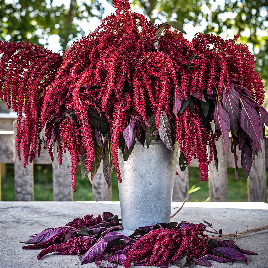 A floral bucket full of Opopeo Amaranth sitting on an outside table.