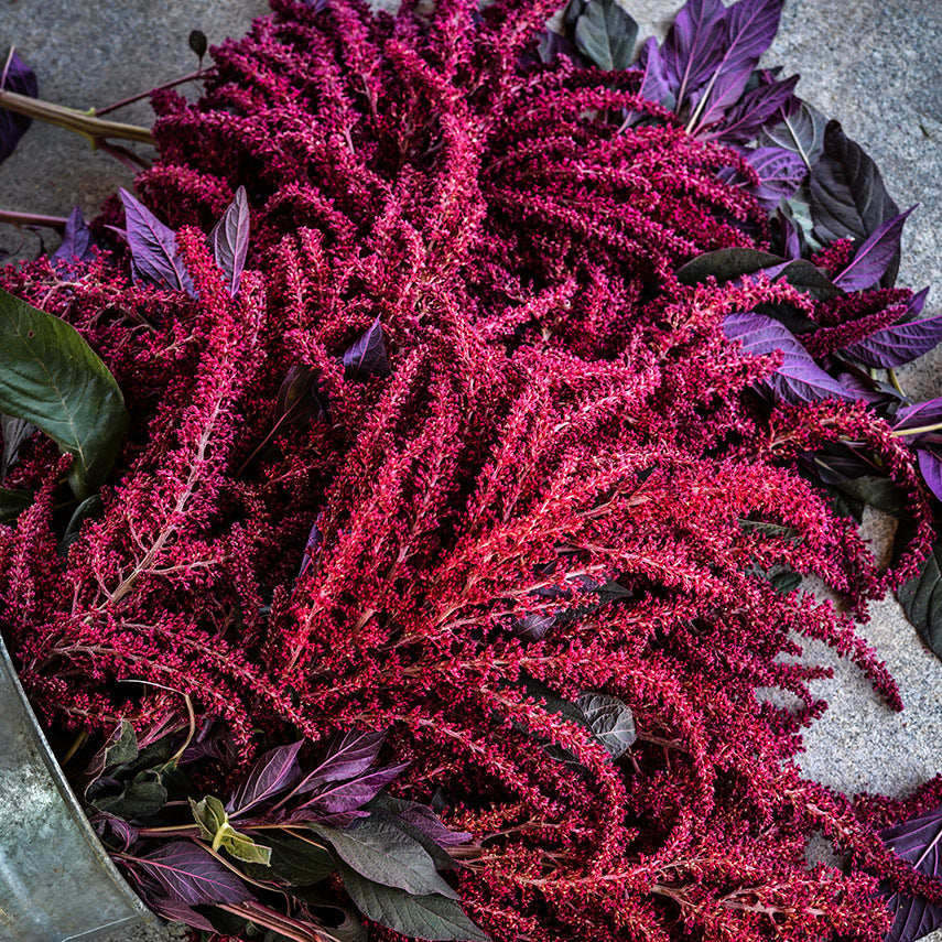 An overhead view of Opopeo Amaranth spilling out of a floral bucket.
