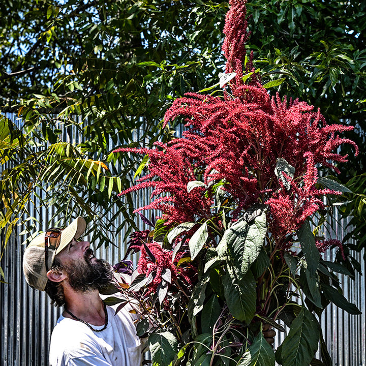 A Baker Creek horticultural expert looks up at a giant stalk of Opopeo Amaranth.