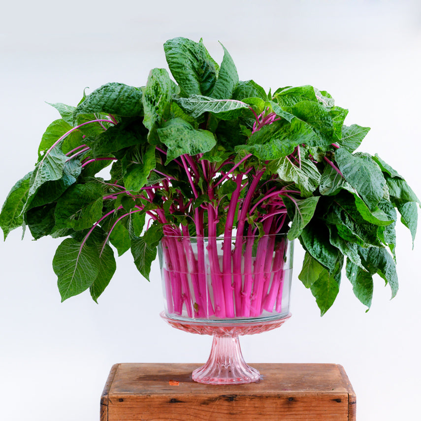 A vase full of bright pink Pink Beauty Amaranth stems on a white background.