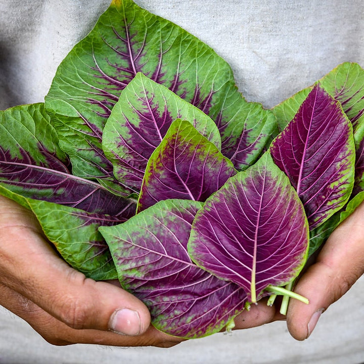 A gardener's hands holding Chinese Multicolor Spinach Amaranth leaves.