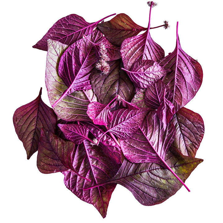 Beetroot Vlathankara Amaranth leaves on a white background.