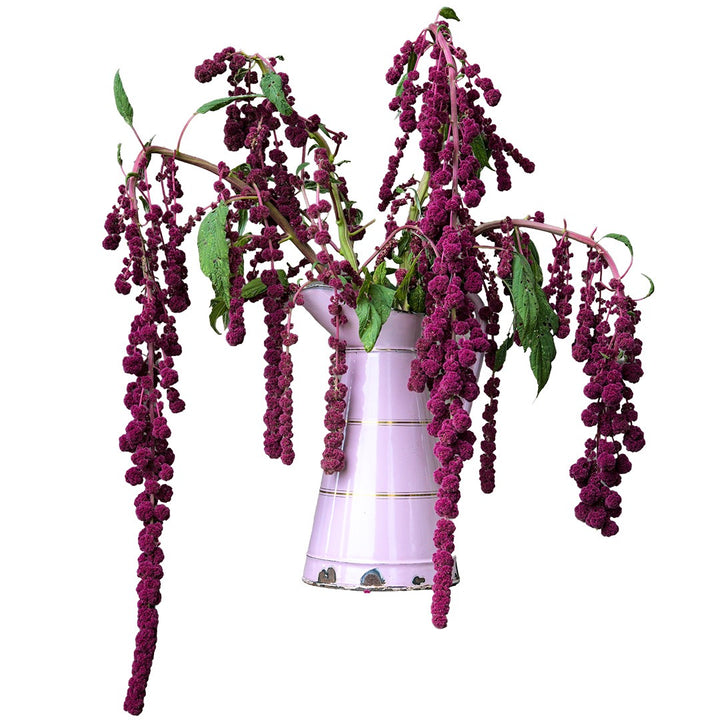 A floral arrangement of Dreadlocks Amaranth in a tall pink pitcher with a white background.