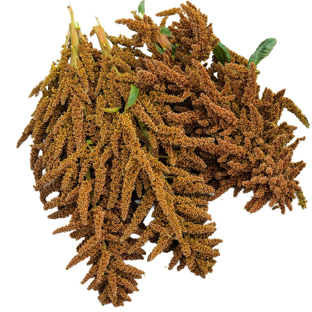 Golden Giant Amaranth arranged on a white background.
