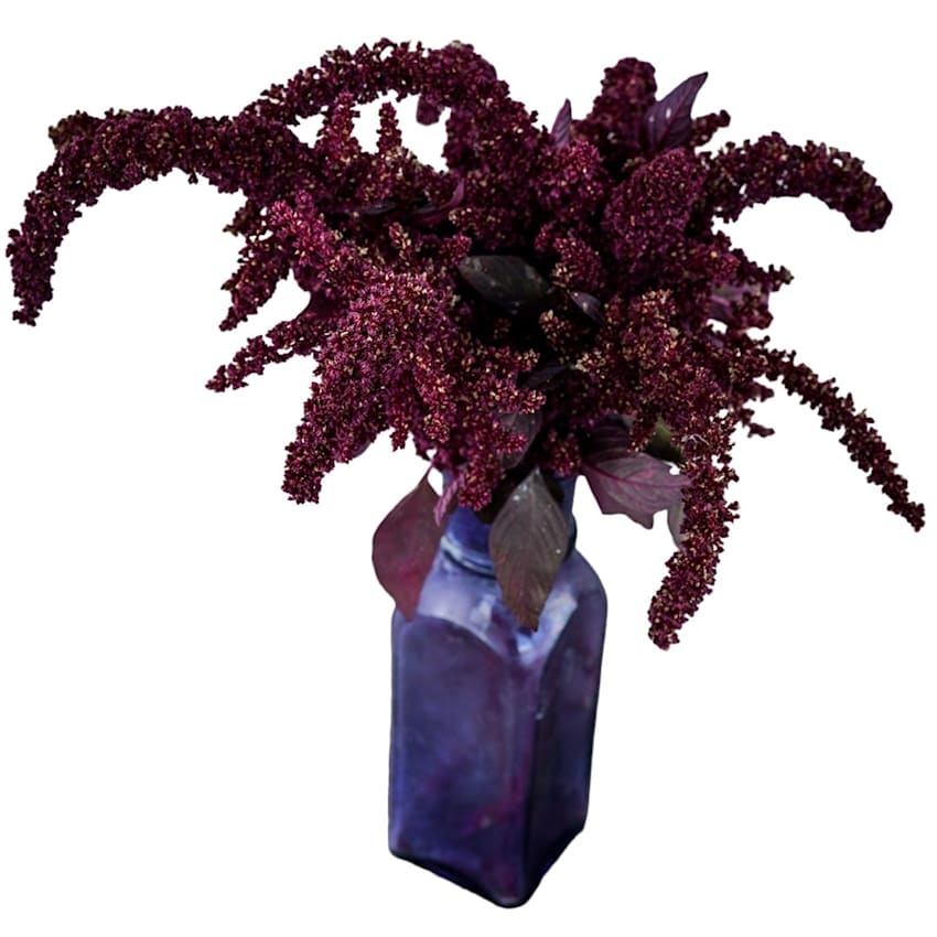 Hopi Red Dye Amaranth in a purple glass bottle on white.