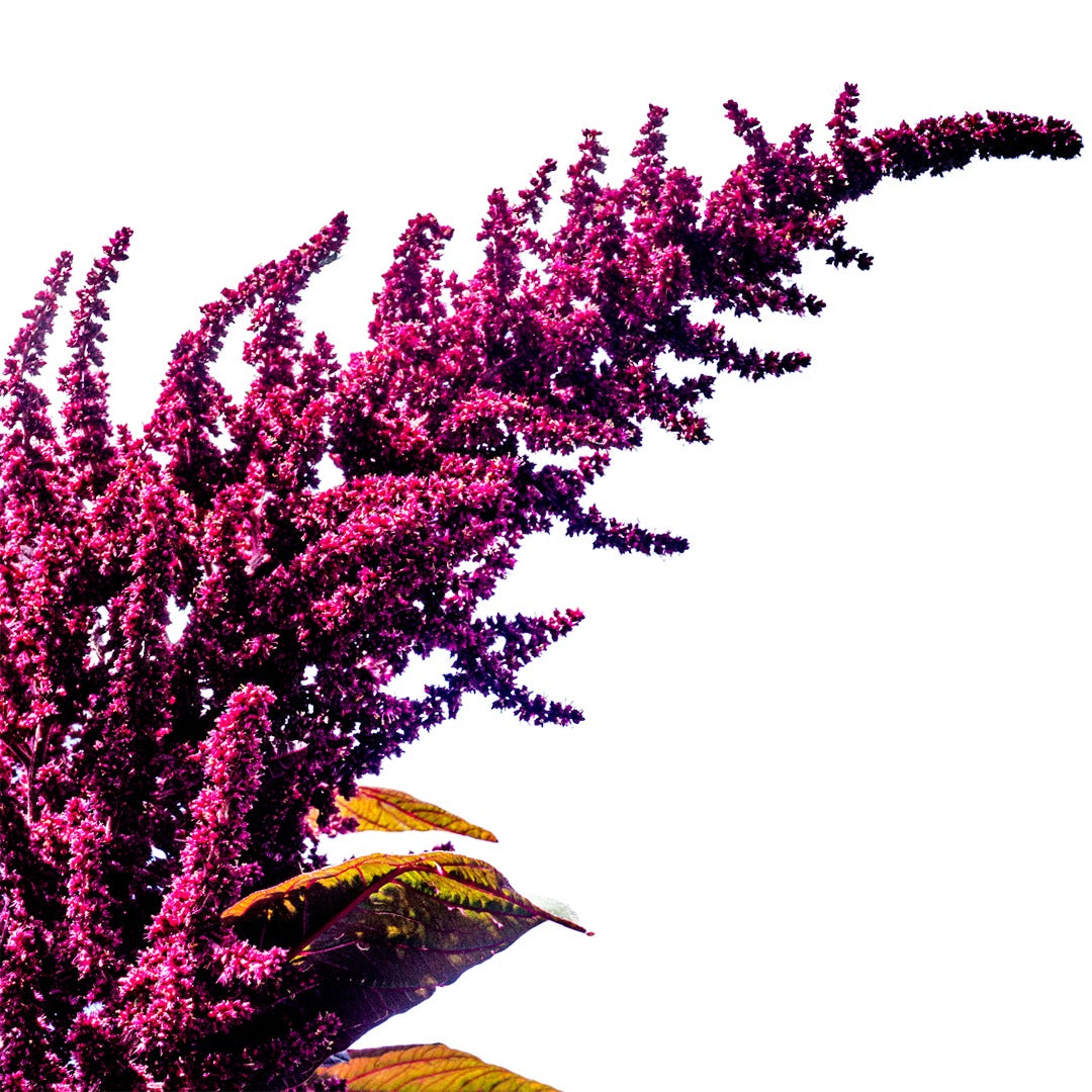 A stalk of Hopi Red Dye Amaranth on a white background.