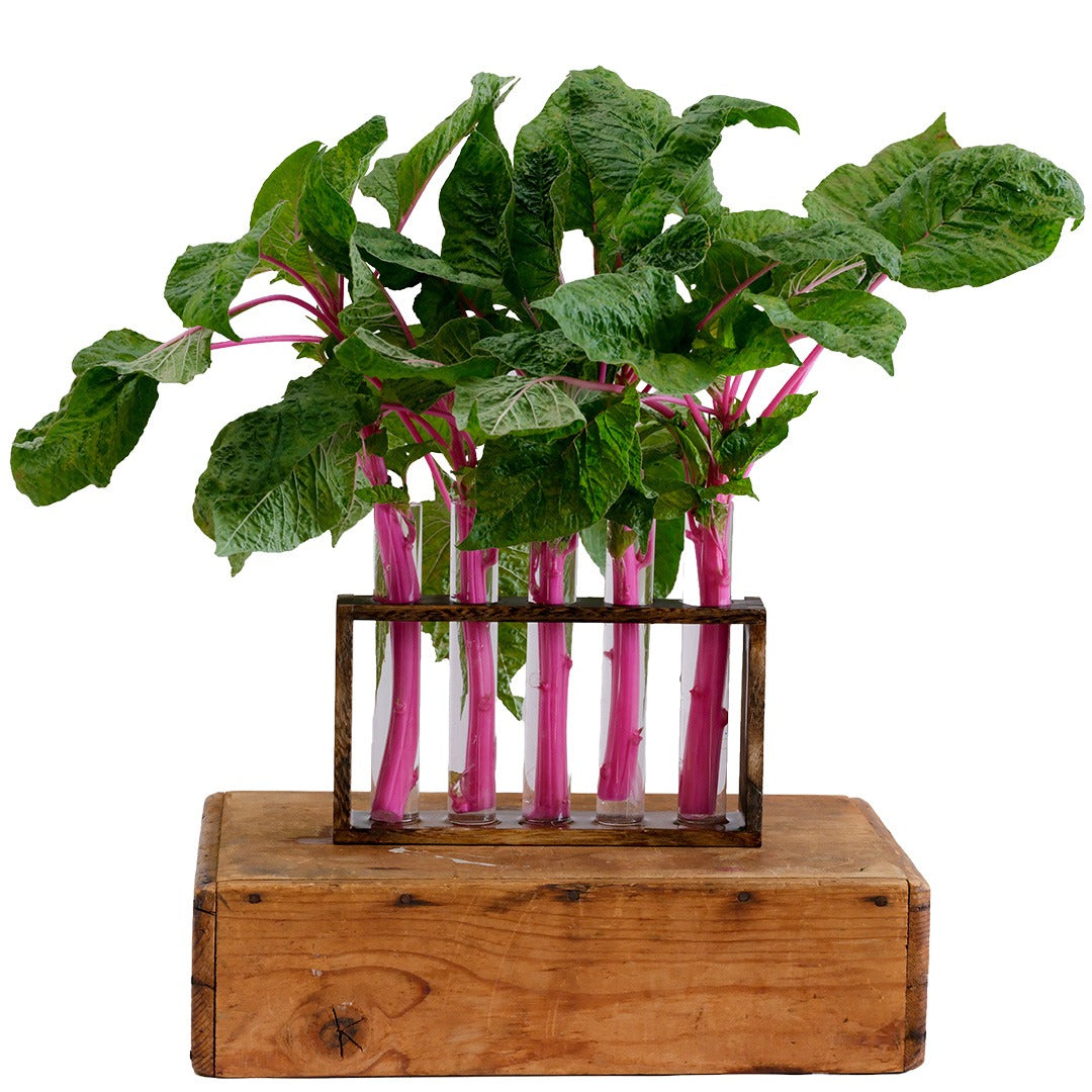 Pink Beauty Amaranth in glass vases on a wood block on a white background.