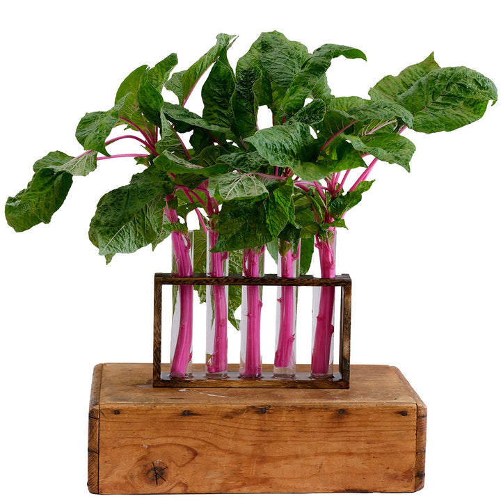 Pink Beauty Amaranth in glass vases on a wood block on a white background.
