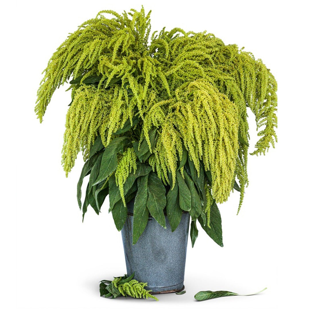 Aurelia's Verde Amaranth in a florist vase on white.