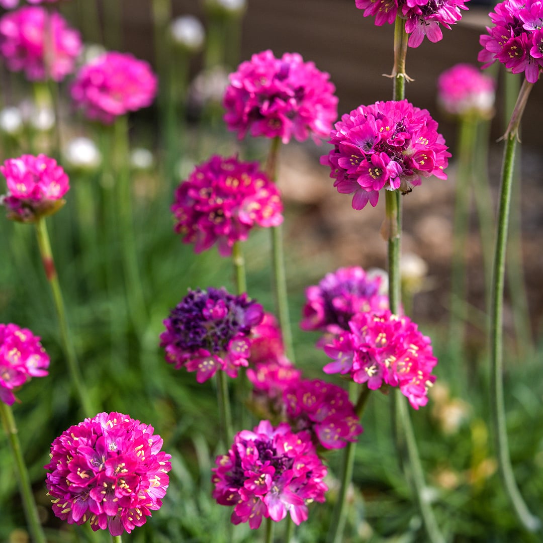 Morning Star Deep Rose Armeria Maritima blooming in the greenhouse at Baker Creek.