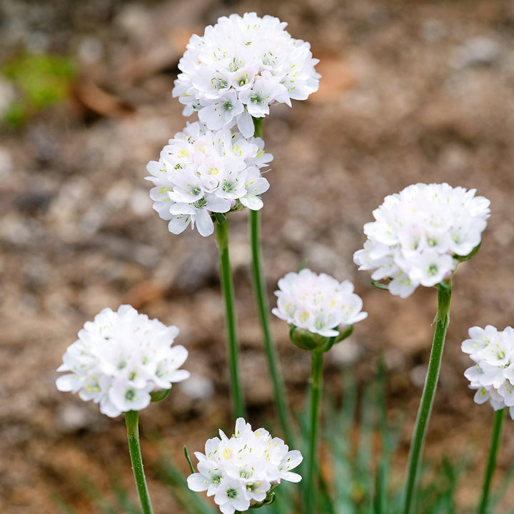 Morning Star White Armeria Maritima blooming in the greenhouse at Baker Creek.