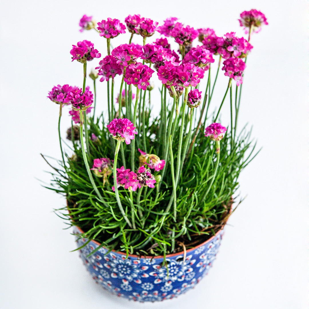 Morning Star Deep Rose Armeria Maritima in a colorful pot on a white background.