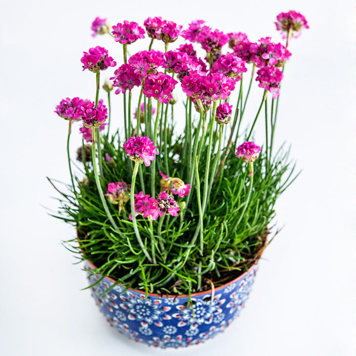 Morning Star Deep Rose Armeria Maritima in a colorful pot on a white background.