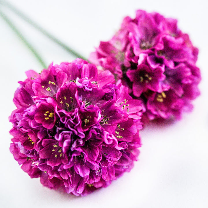 A macro close-up of a couple of Morning Star Deep Rose Armeria Maritima flowers.
