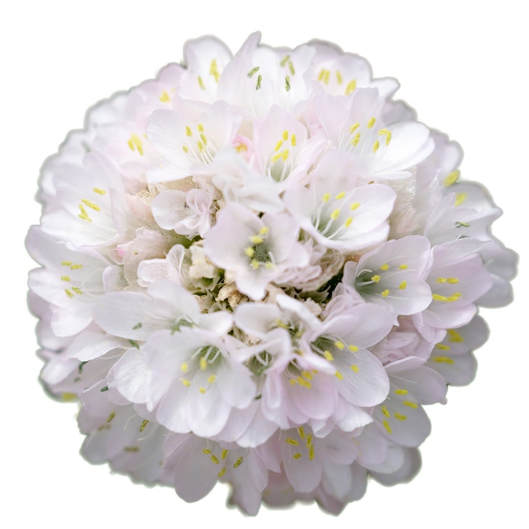 A single bloom from a Morning Star White Armeria Maritima on a white background.