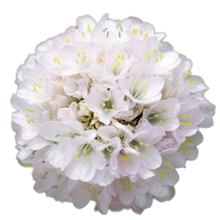 A single bloom from a Morning Star White Armeria Maritima on a white background.