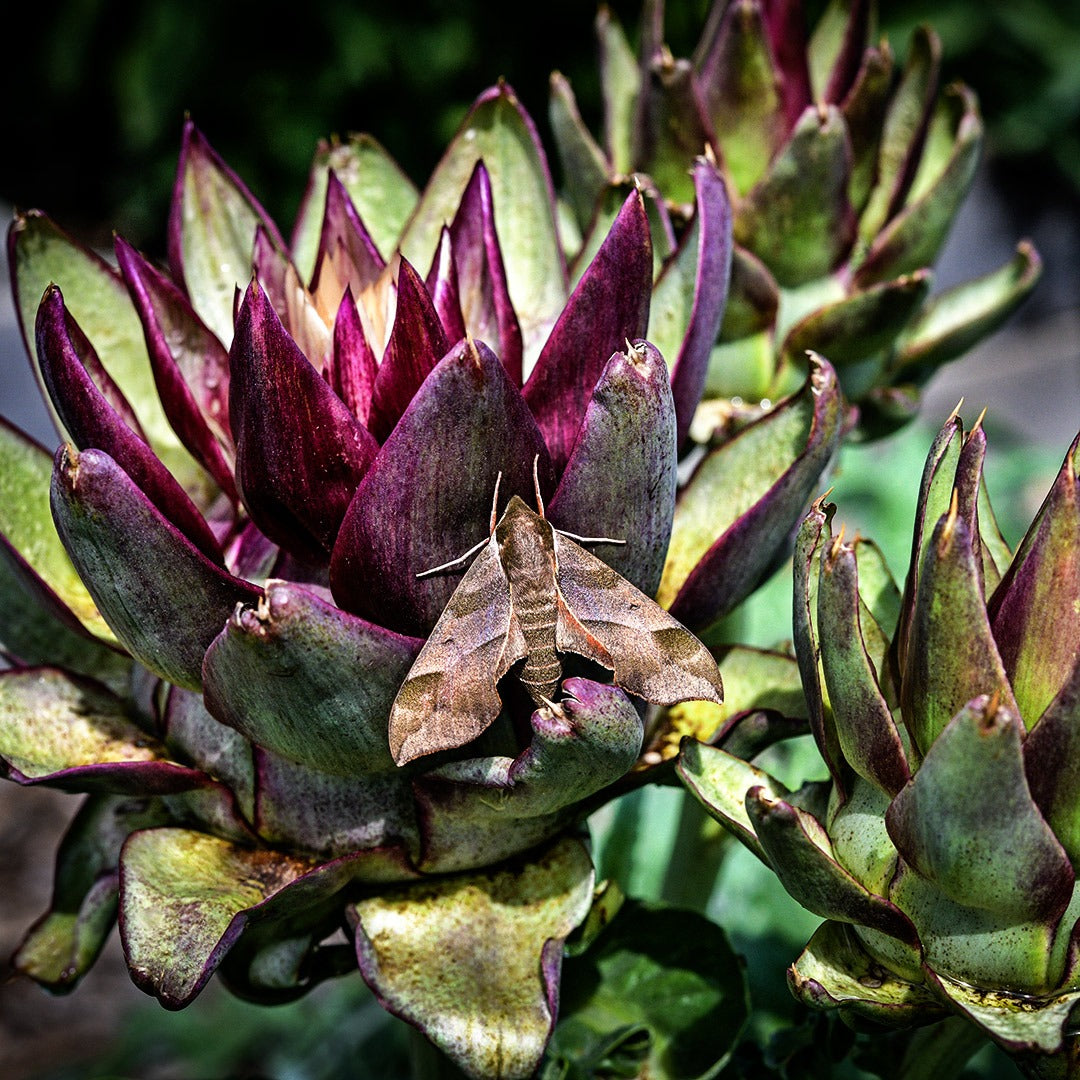 A Sphinx Moth resting on a Colorado Red Star Artichoke in the gardens at Baker Creek.
