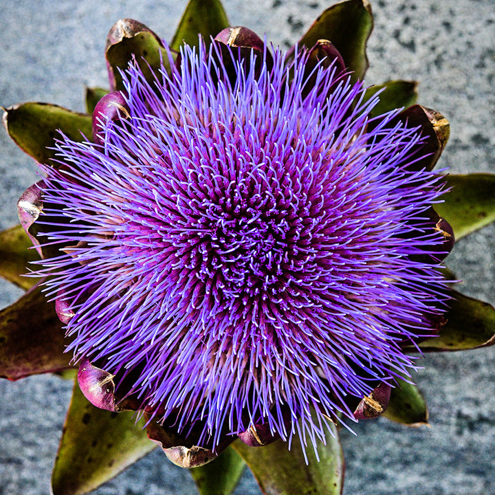 A vibrant purple bloom from a Colorado Red Star Artichoke resting on stone.