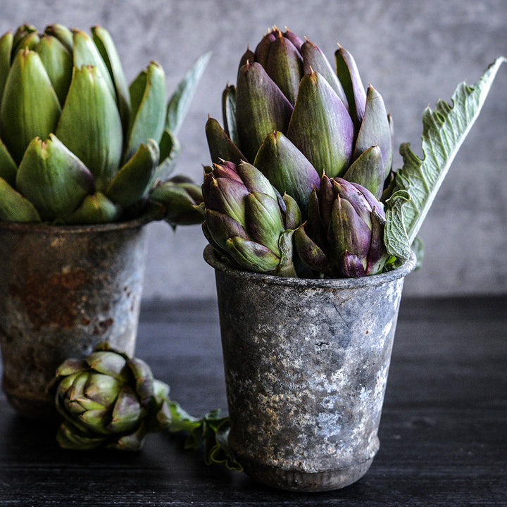 Colorado Red Star Artichokes in small vintage metal vases on grey.