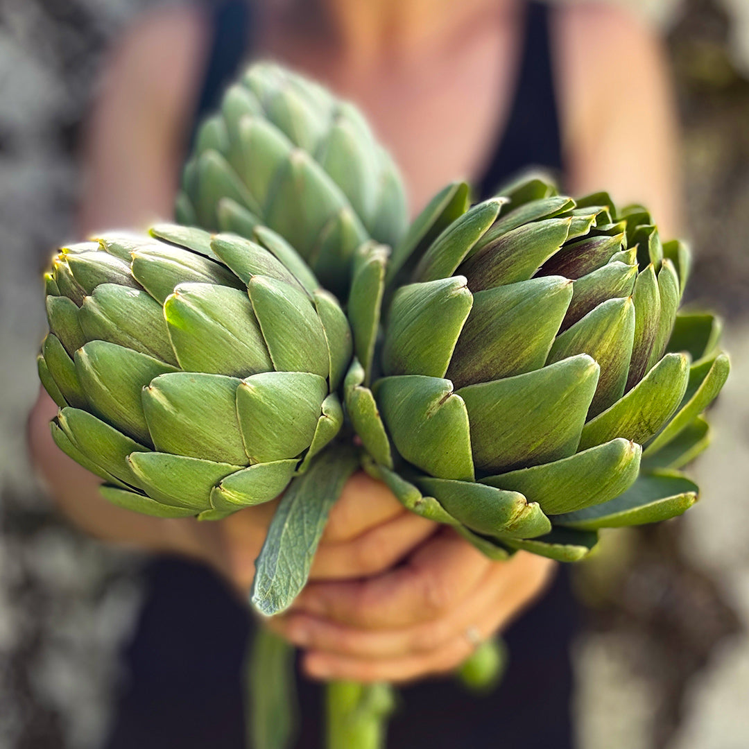 A woman holding out a trio of Green Globe Artichokes. Image Courtesy of Lucy Hutchins.