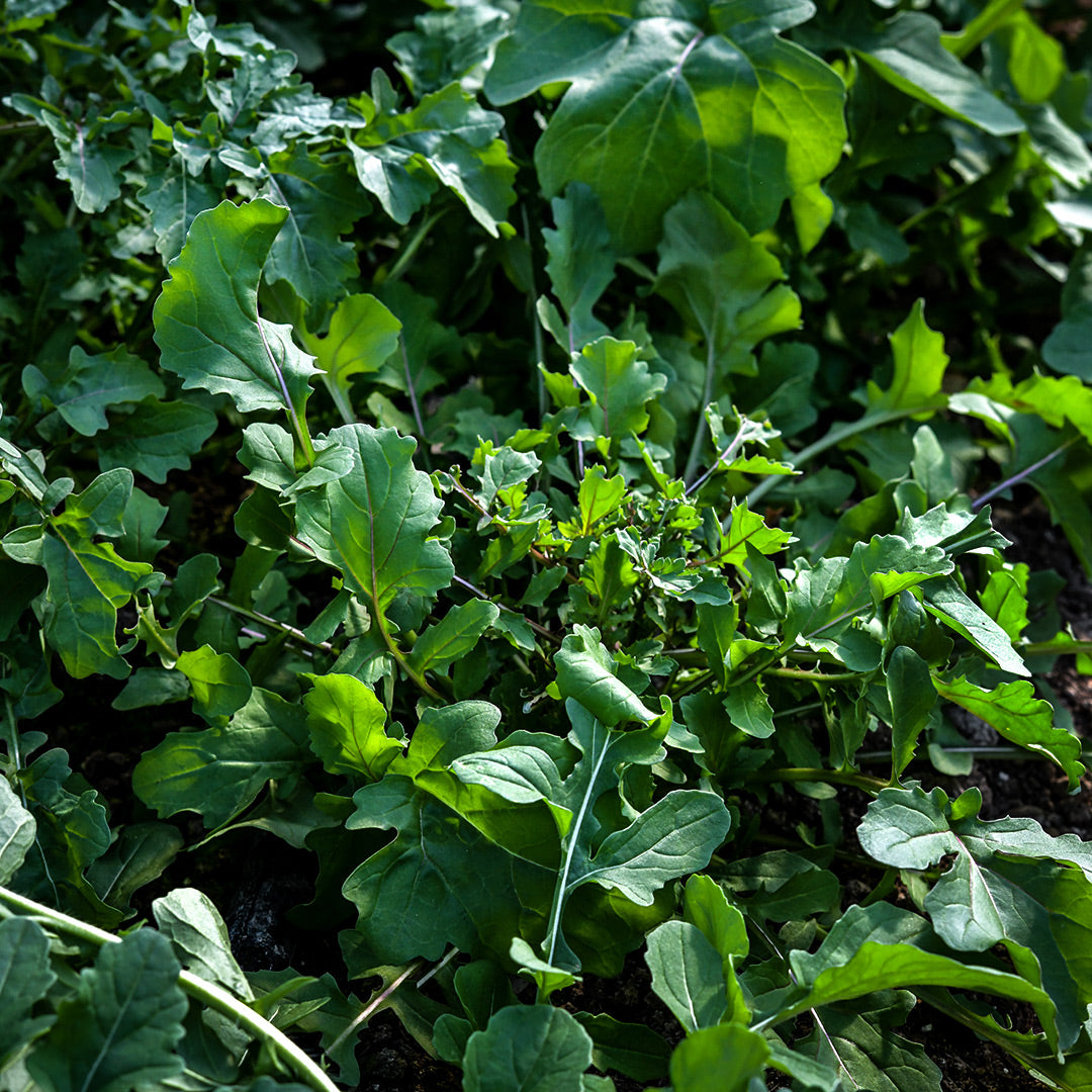 Common Arugula growing in a greenhouse at the Baker Creek farm in Missouri.