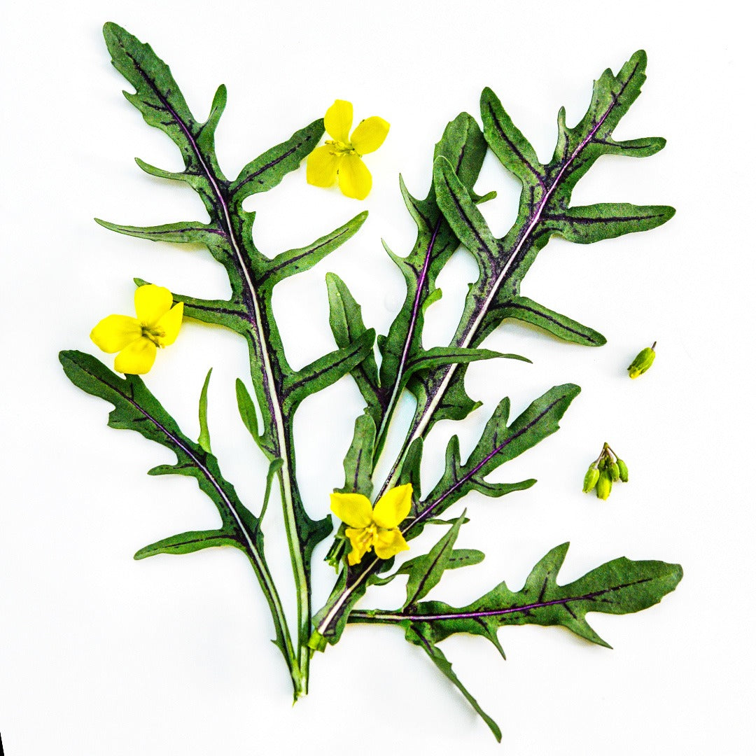 Red Dragon Arugula with yellow blooms on a white background.
