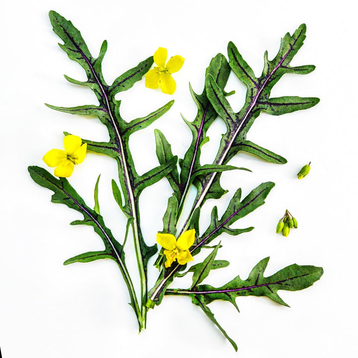 Red Dragon Arugula with yellow blooms on a white background.