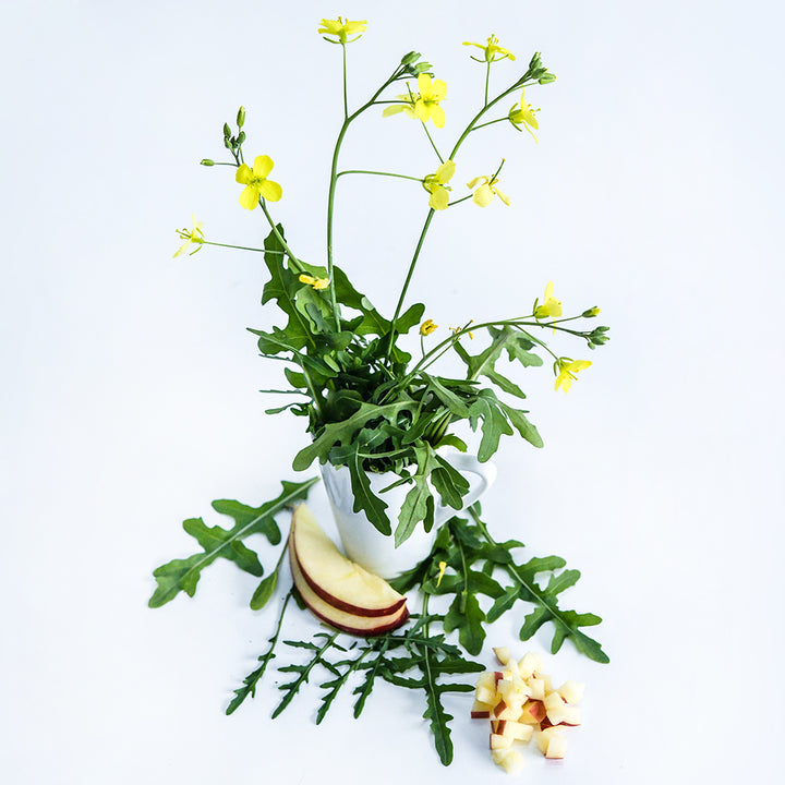 Wild Rocket Arugula in a vase with apple slices on a white background.